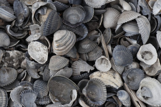 Afbeeldingen van Schone Schelpen