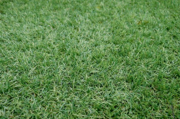 Afbeeldingen van Kunstgras Black 35 MM