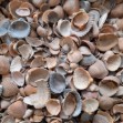 Afbeeldingen van Schone Schelpen